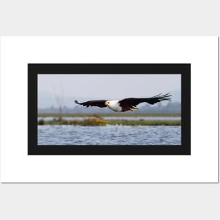 Africa Fish Eagle Swoops, Lake Naivasha, Kenya Posters and Art